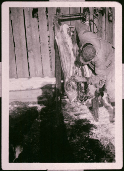 Reproduction d’une photographie de l’abattage et du d&eacute;bitage d’un cochon sur la ferme Gratton &agrave; Wendover (Ontario), 1949.