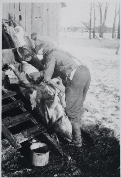 Reproduction d’une photographie de l’abattage et du d&eacute;bitage d’un cochon sur la ferme Gratton &agrave; Wendover (Ontario), 1949.