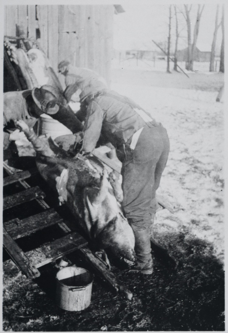 Reproduction d’une photographie de l’abattage et du d&eacute;bitage d’un cochon sur la ferme Gratton &agrave; Wendover (Ontario), 1949.